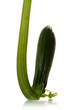 marrow plant