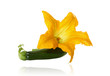 marrow plant