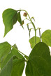green beans plant over white
