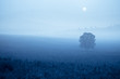 grassland in fog