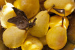 Fresh ripe pears in a stainless steel colander