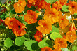Photo en ligne au meilleur prix Orange nastirtium blooming in the garden