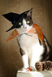Trick or Treat