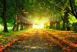 magic light and walkway in park