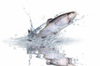 Fische 138
