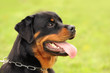 Rottweiler 4