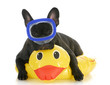 dog swimming