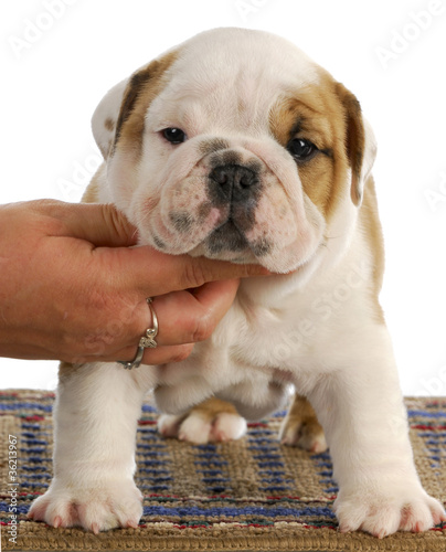 Photo: show puppy show puppy