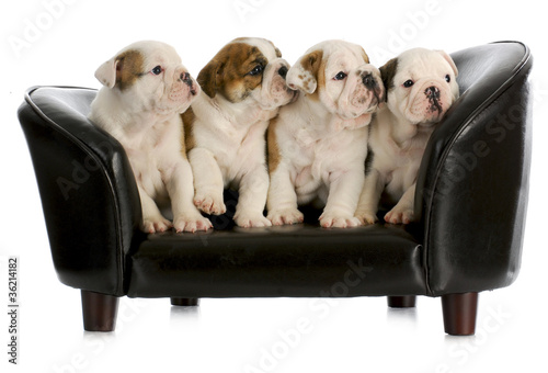 Photo: litter of puppies litter of puppies