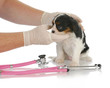 veterinary care