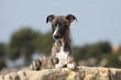 jeune whippet hyer attentif