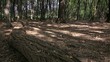 Video: young man and woman walking among trees in forest young man and woman walking among trees in forest