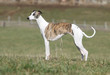 très beau whippet à la silhouette élégante
