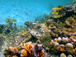 Green sea turtle