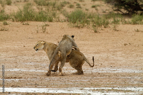 Two Lions Fighting