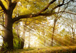 old oak tree in autumn park