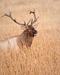 Bull Elk
