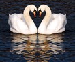 Swans in love