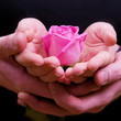 Foto: Boy's and girl's hands with pink rose flower Boy's and girl's hands with pink rose flower