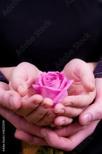 Foto: Boy's and girl's hands with pink rose flower Boy's and girl's hands with pink rose flower