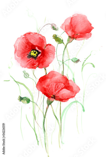 Illustration: poppies (seris C) poppies (seris C)