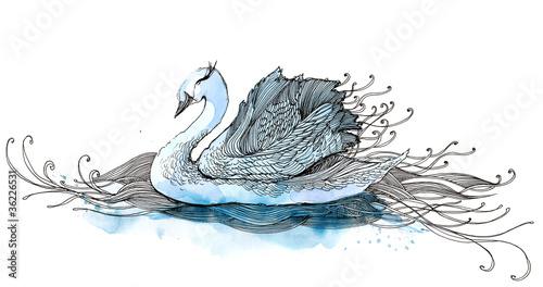 Illustration: swan (series C) swan (series C)