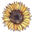 Illustration: sunflower (series C) sunflower (series C)