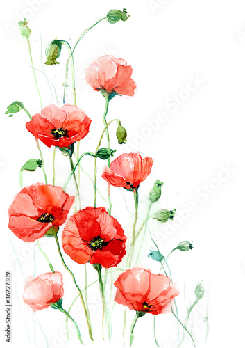 Illustration: poppies (series C) poppies (series C)