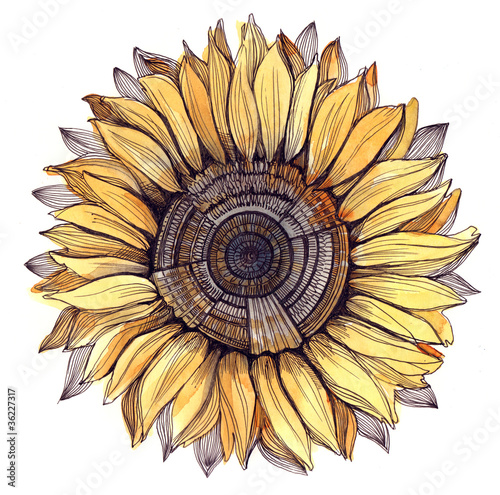 Illustration: sunflower (series C) sunflower (series C)