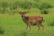 Damhirsch
