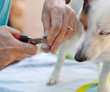 Tagliare  unghie al cane