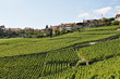 Vineyards in Lavaux, Switzerland