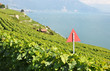 Vineyards in Lavaux against Geneva lake, Switzerland ..