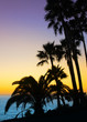 Palm trees silhouette Palm trees silhouette