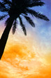 Palm tree silhouette Palm tree silhouette