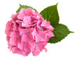 Pink hydrangea
