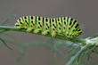 Papilio Machaon