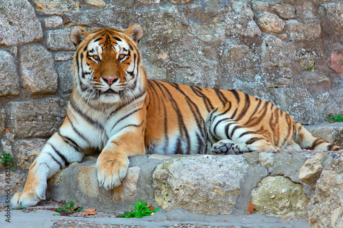 Photo: Laying Tiger Laying Tiger