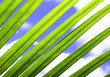 Stripes of Nature Stripes of Nature