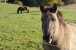 chevaux au pré en automne