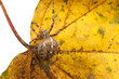 Kreuzspinne auf Blatt