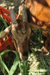 Farm goat