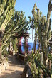 chemin et cactus chemin et cactus