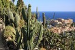 cactus et Fontvieille