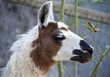 Close up of the head of a LLama