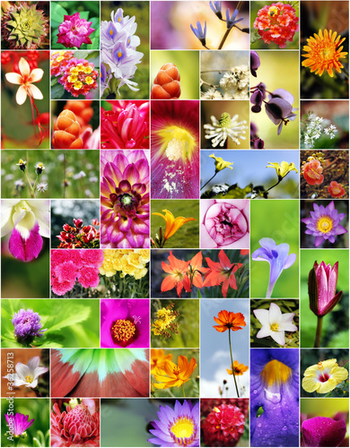 Photo: Flowers Flowers