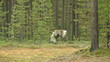 Old deer.