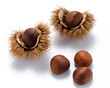 Ricci di castagne