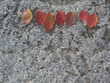 Red  leaves on stone