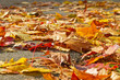 Herbstblätter auf der Straße